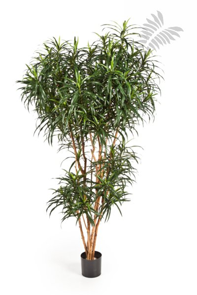 DRACAENA REFLEXA ANITA TREE 180cm 24206N