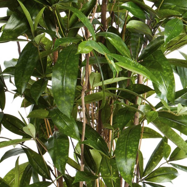 DRACAENA SURCULOSA TREE 90cm 26003N