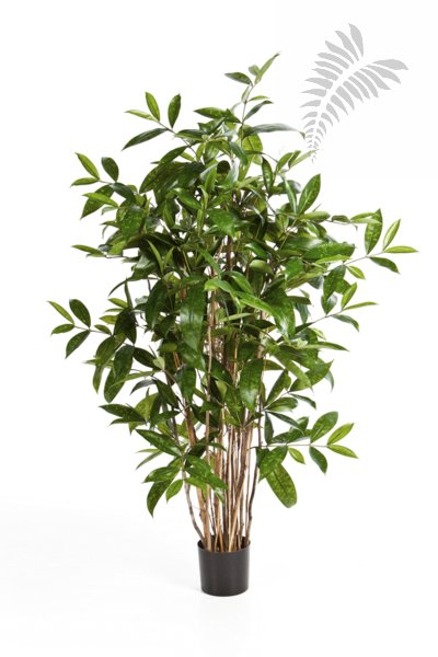 DRACAENA SURCULOSA TREE 120cm 26004N