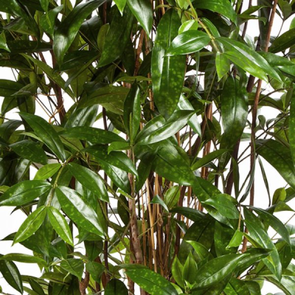 DRACAENA SURCULOSA TREE 150cm 26005N