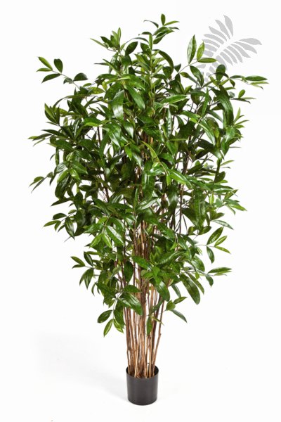 DRACAENA SURCULOSA TREE 180cm 26006N