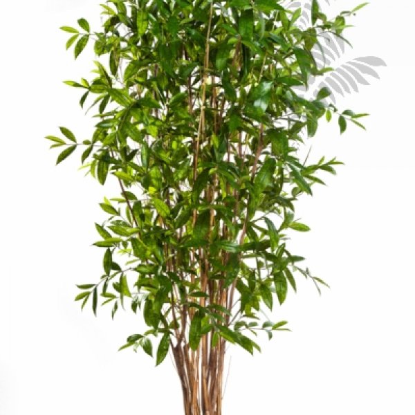 DRACAENA SURCULOSA TREE 210cm 26007N