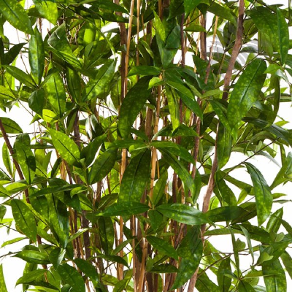 DRACAENA SURCULOSA TREE 240cm 26008N