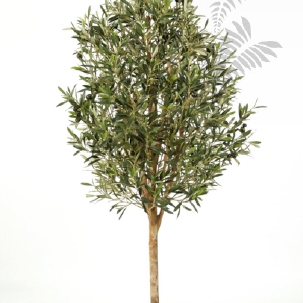 NATURAL OLIVE VINE TREE 140cm 27805N