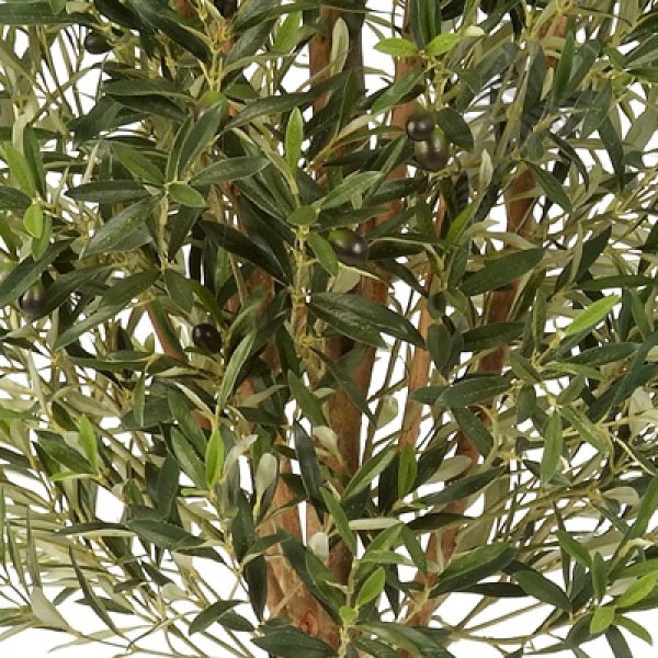 NATURAL OLIVE VINE TREE 170cm 27806N