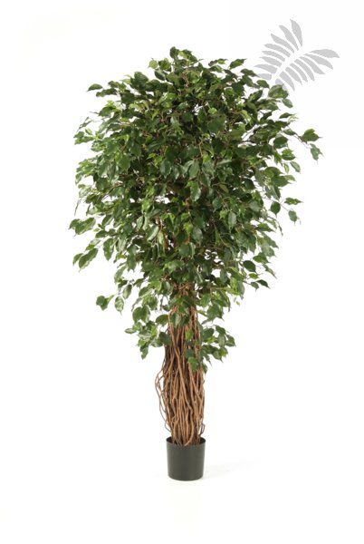 FICUS LIANA EXOTICA DE LUXE 210cm 30807N