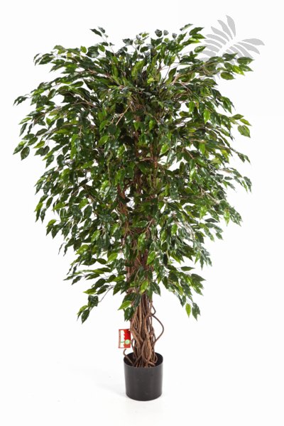 HAWAIIAN FICUS LIANA 30905N