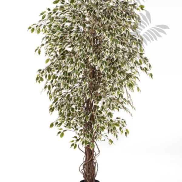 VAR-HAW. FICUS LIANA 120cm 30904NW