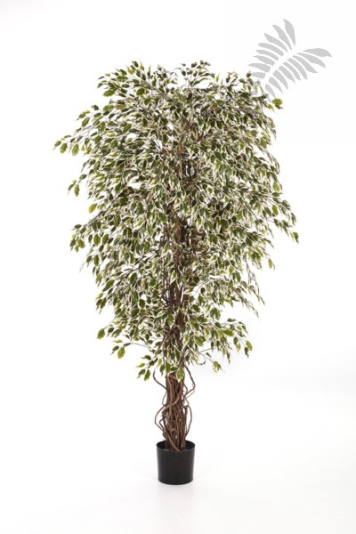 VAR-HAW. FICUS LIANA 180cm 30906NW