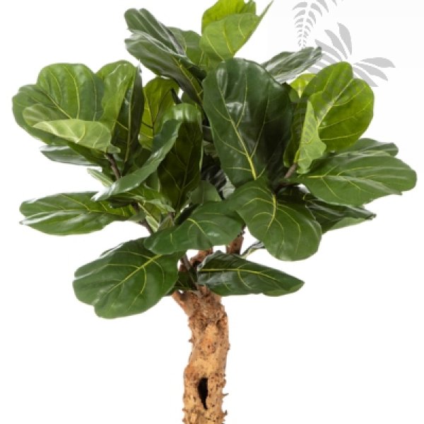 Ficus Lyrata Forest Trunk 110cm 33604N