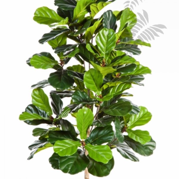 FICUS LYRATA BUSH TREE 33704N