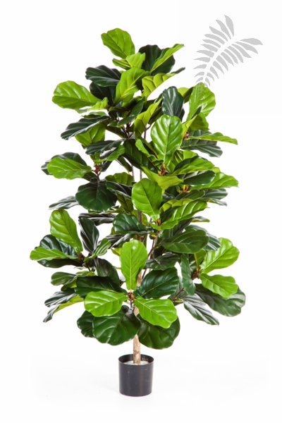 FICUS LYRATA BUSH TREE 33704N