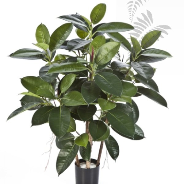 RUBBER PLANT 33803N