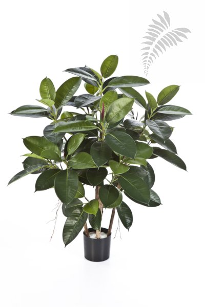 RUBBER PLANT 33803N