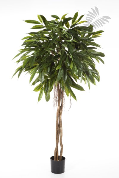 FAT LONGIFOLIA UMBRELLA 35906N