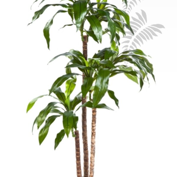 DRACAENA FRAG RANS STEUD 36504N