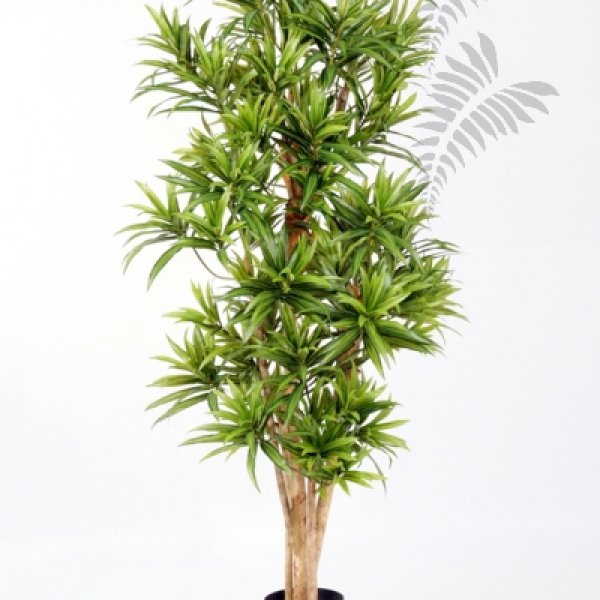 DRACAENA REFLEXA 36705N