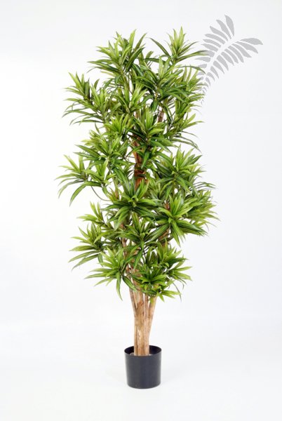 DRACAENA REFLEXA 36705N