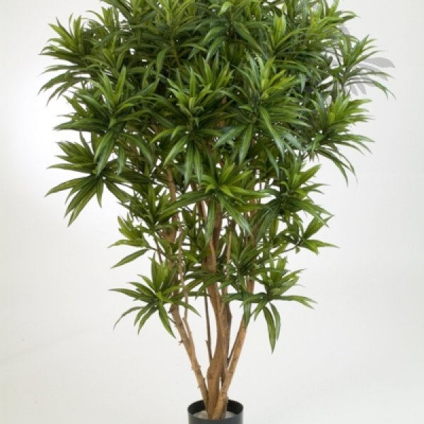 DRACAENA REFLEXA JAMAICA 36905N