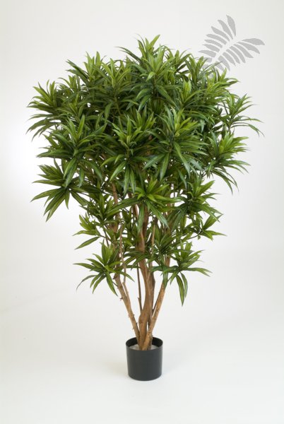 DRACAENA REFLEXA JAMAICA 36905N