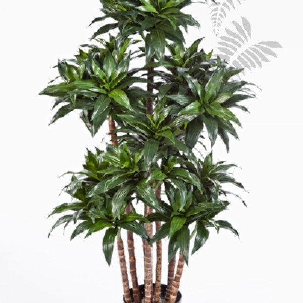 DRACAENA FRAGRANS COMPACTA 37204N