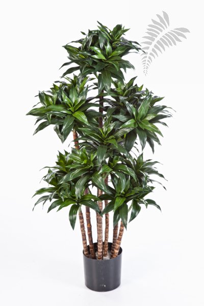 DRACAENA FRAGRANS COMPACTA 37204N