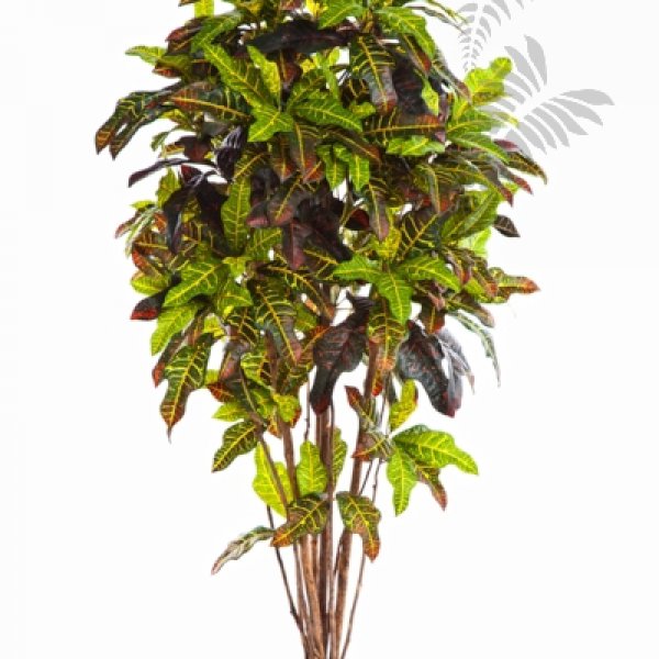 CROTON TREE 37605N