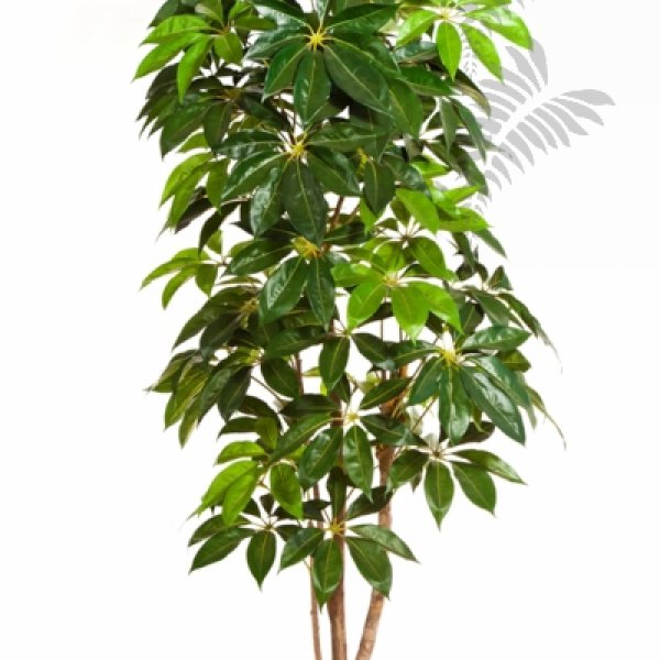 GIANT SCHEFFLERA TREE 38007N