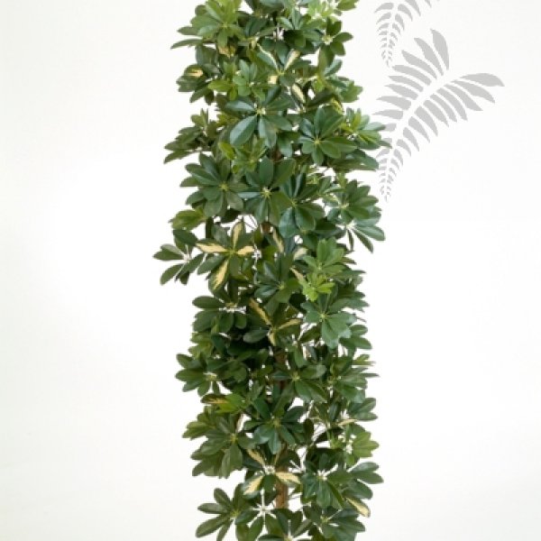 SCHEFFLERA Column 180cm 38106NW