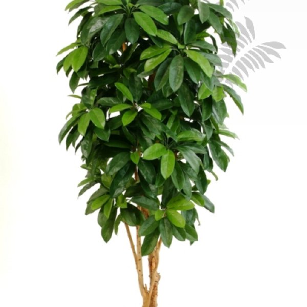 LADY SCHEFFLERA TREE 38406N