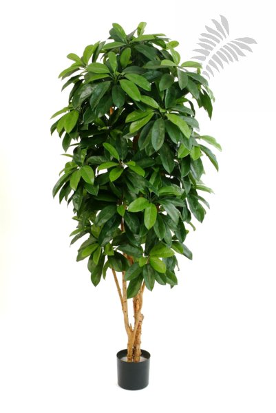 LADY SCHEFFLERA TREE 38406N