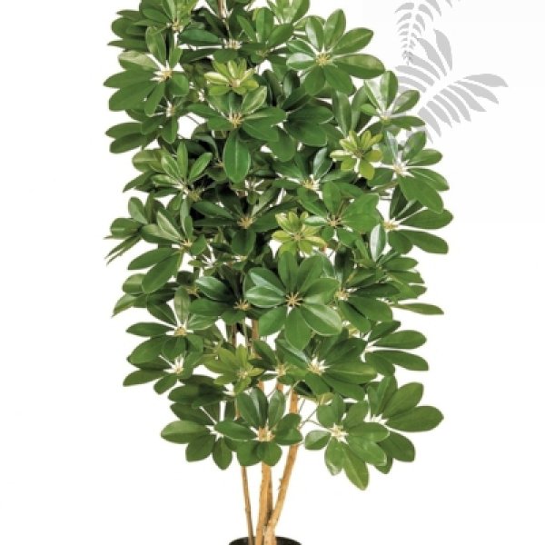 NATURAL SCHEFFLERA 38504N