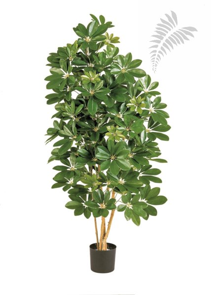 NATURAL SCHEFFLERA 38504N