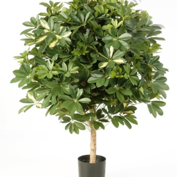 VAR. BALL SCHEFFLERA 110cm 38604NW