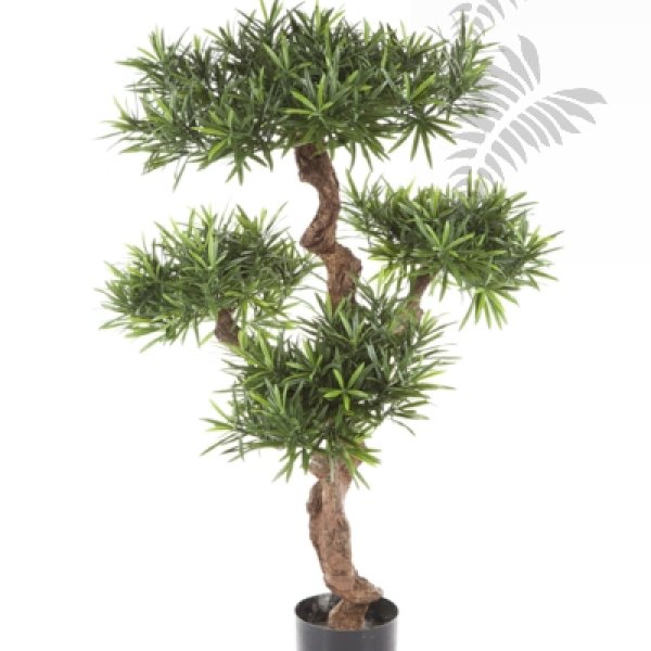 PODOCARPUS MOUNTAIN TREE 39804N