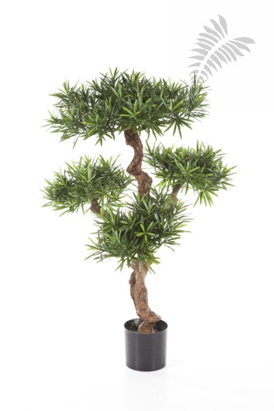 PODOCARPUS MOUNTAIN TREE 39804N