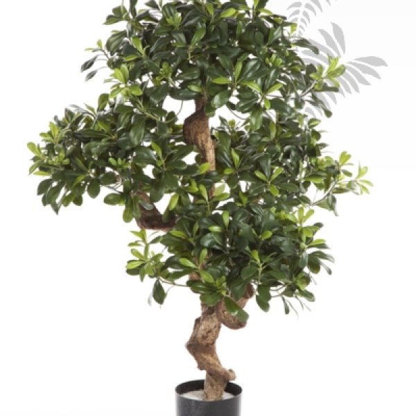 PITTOSPORUM MOUNTAIN TREE 39904N