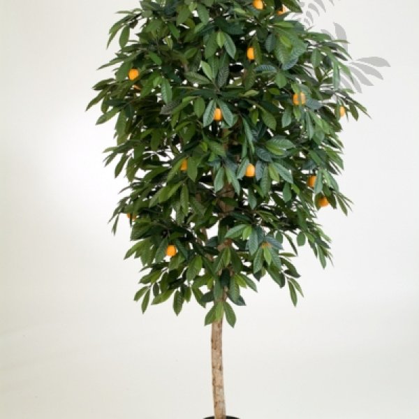 MANDARIN ORANGE TREE 40006N