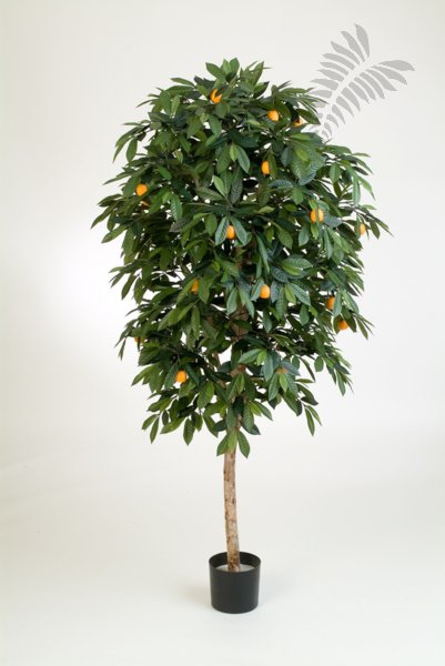 MANDARIN ORANGE TREE 40006N