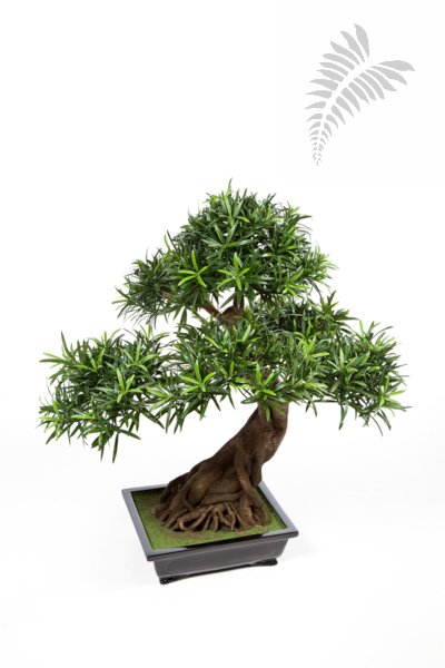 PODOCARPUS BONZAI x 6-80cm 46403N