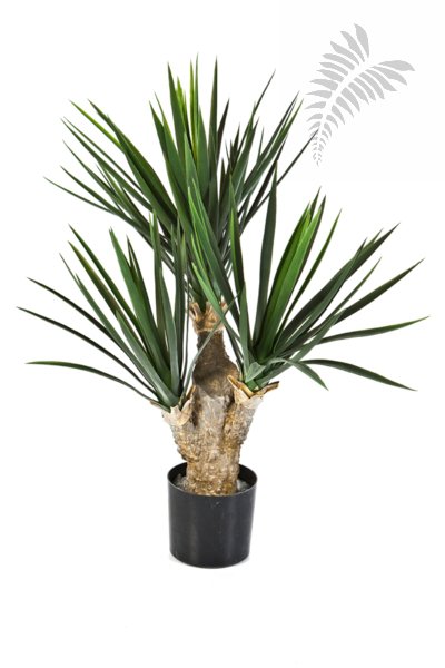 BABY YUCCA X 3 47802N