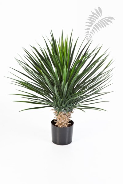 YUCCA ROSTRATA DE LUXE 47902XL