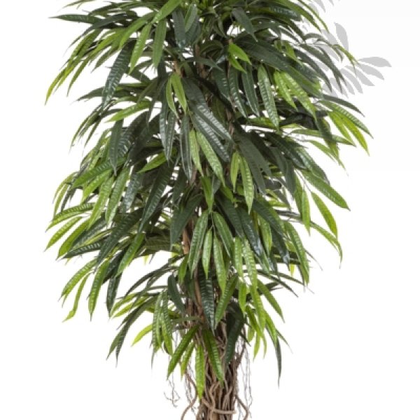 DELUXE LONGIFOLIA LIANA 48205N