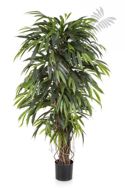 DELUXE LONGIFOLIA LIANA 48205N