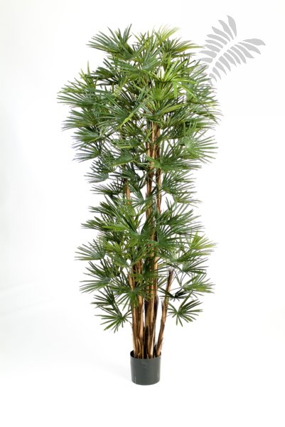 BABY FAN PALM 180cm 48506N