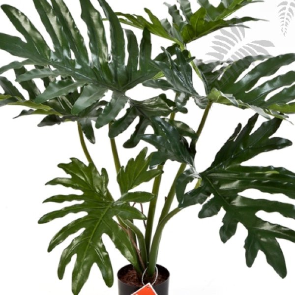 PHILODENDRON BUSH X6 60cm 51002N