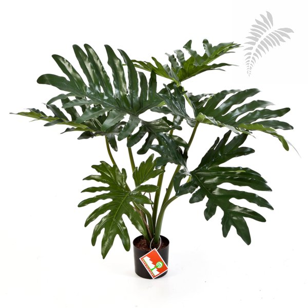 PHILODENDRON BUSH X6 60cm 51002N