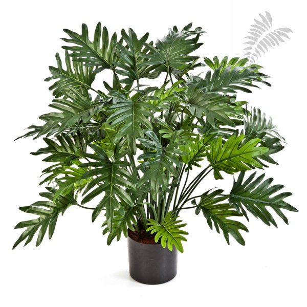 PHILODENDRON SELLOUM X50 75cm 51102N