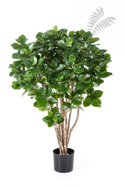 CLUSEA BUSH TREE 110cm 51304N