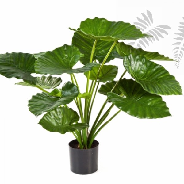 ALOCASIA CALIDORA BUSH 75 cm 55502N